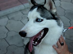 Preview wallpaper dog, husky, muzzle, eyes, collar