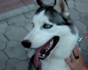 Preview wallpaper dog, husky, muzzle, eyes, collar