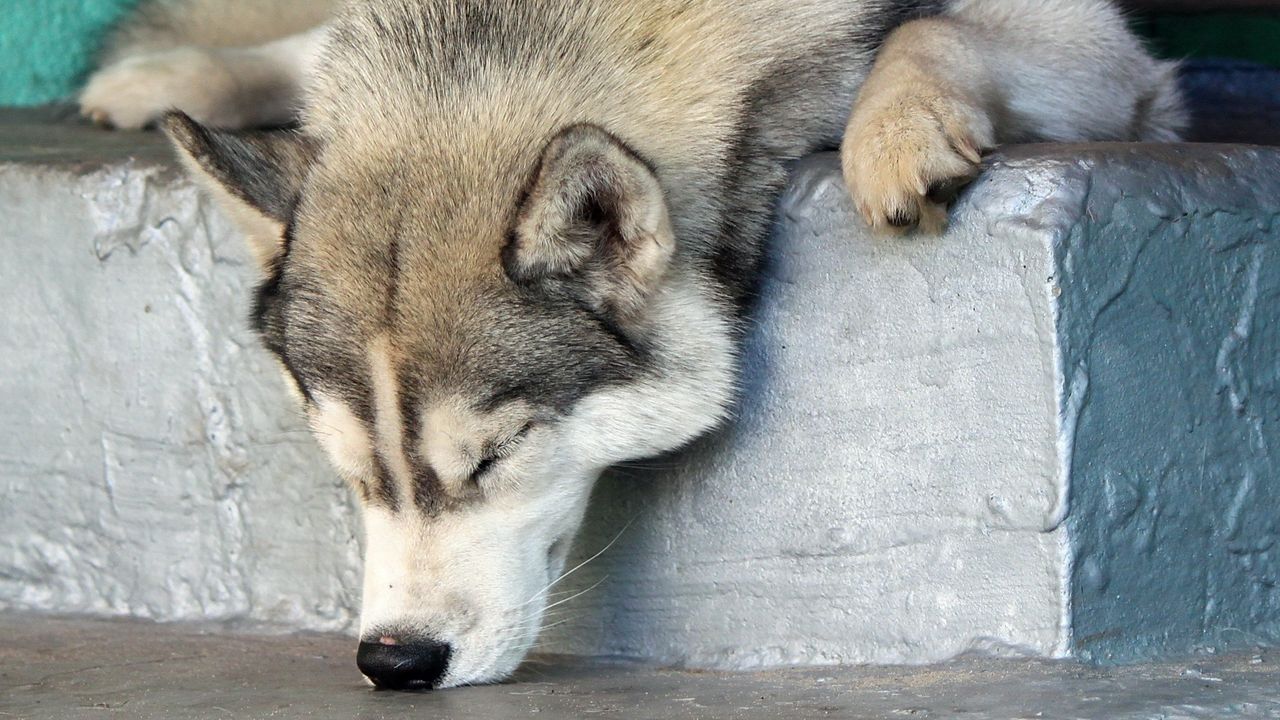 Wallpaper dog, husky, muzzle, nose, sniff