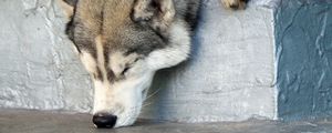 Preview wallpaper dog, husky, muzzle, nose, sniff