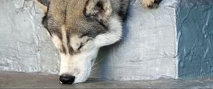 Preview wallpaper dog, husky, muzzle, nose, sniff