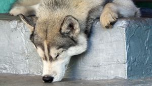 Preview wallpaper dog, husky, muzzle, nose, sniff