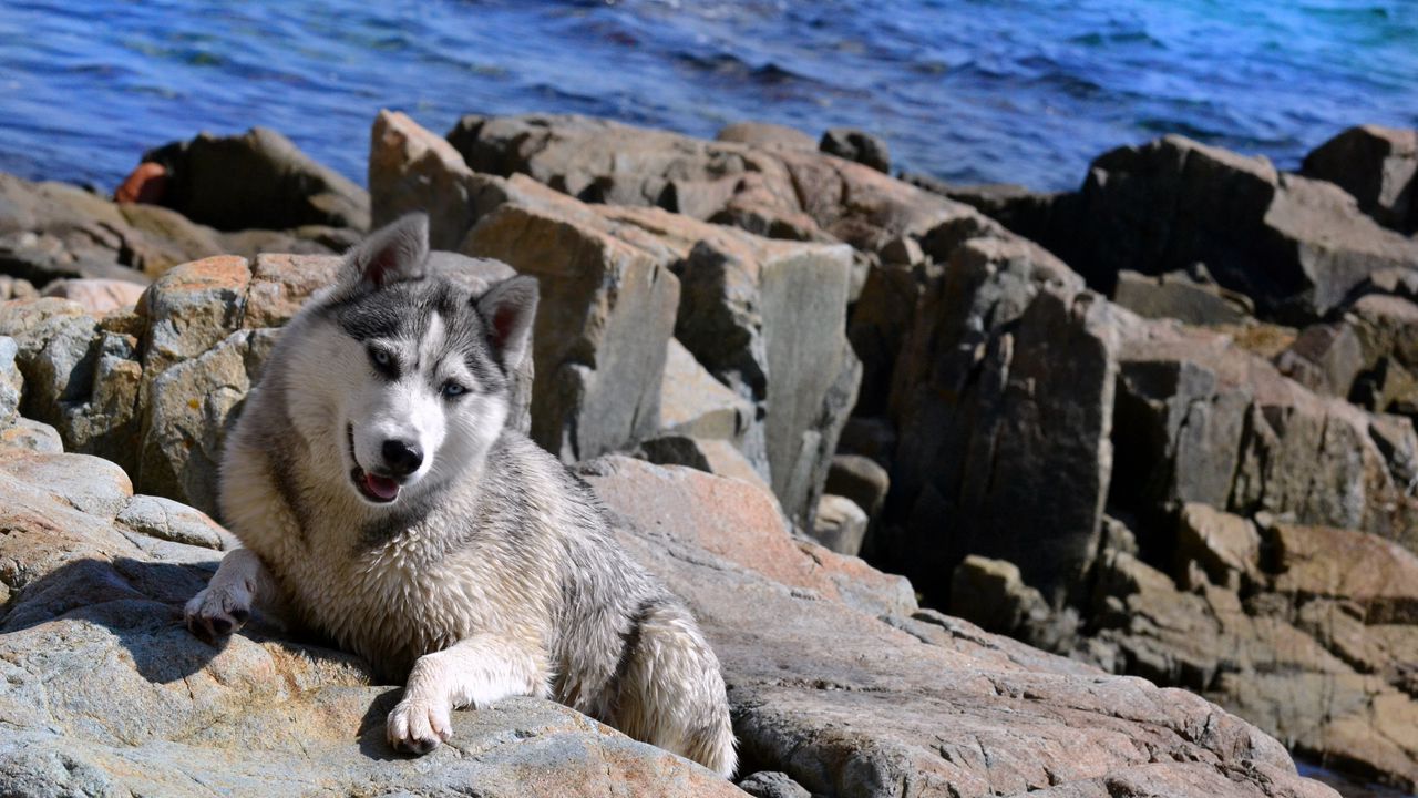 Wallpaper dog, husky, rocks, beach, sea