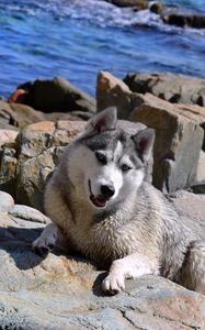 Preview wallpaper dog, husky, rocks, beach, sea