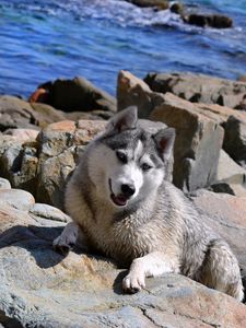 Preview wallpaper dog, husky, rocks, beach, sea