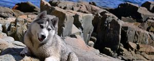 Preview wallpaper dog, husky, rocks, beach, sea