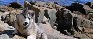 Preview wallpaper dog, husky, rocks, beach, sea