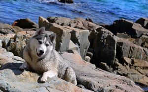 Preview wallpaper dog, husky, rocks, beach, sea