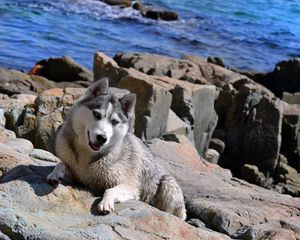 Preview wallpaper dog, husky, rocks, beach, sea