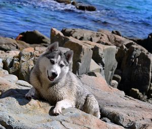 Preview wallpaper dog, husky, rocks, beach, sea