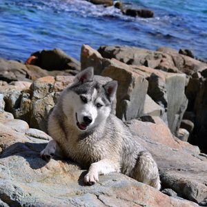 Preview wallpaper dog, husky, rocks, beach, sea