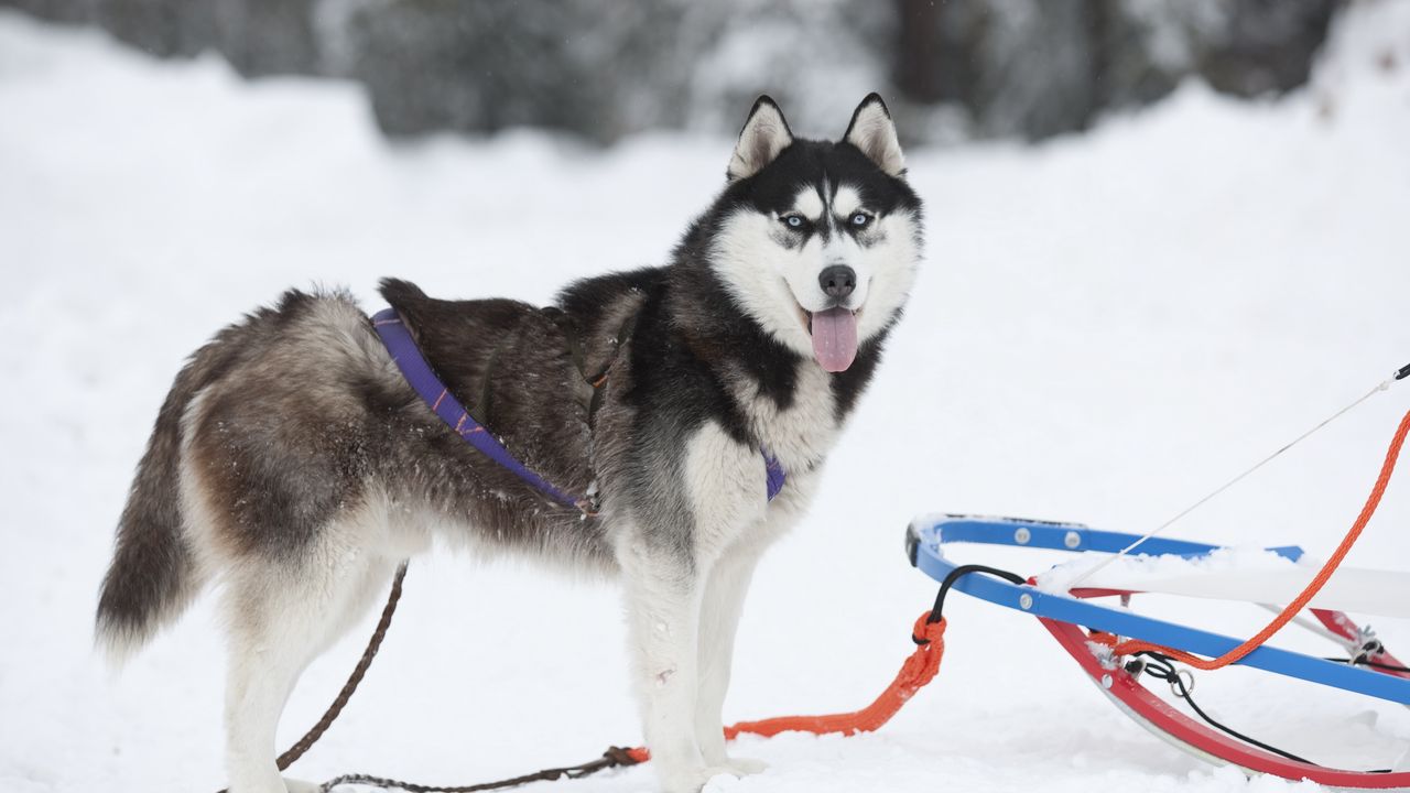 Wallpaper dog, husky, sled