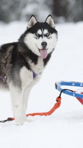 Preview wallpaper dog, husky, sled