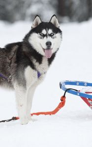 Preview wallpaper dog, husky, sled