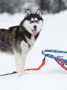 Preview wallpaper dog, husky, sled