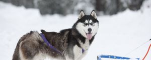 Preview wallpaper dog, husky, sled