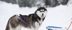 Preview wallpaper dog, husky, sled