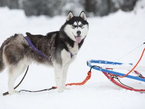 Preview wallpaper dog, husky, sled