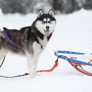 Preview wallpaper dog, husky, sled