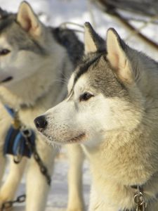 Preview wallpaper dog, husky, snow, winter, right