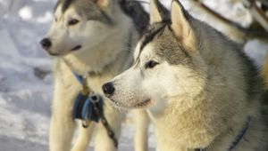 Preview wallpaper dog, husky, snow, winter, right