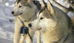 Preview wallpaper dog, husky, snow, winter, right