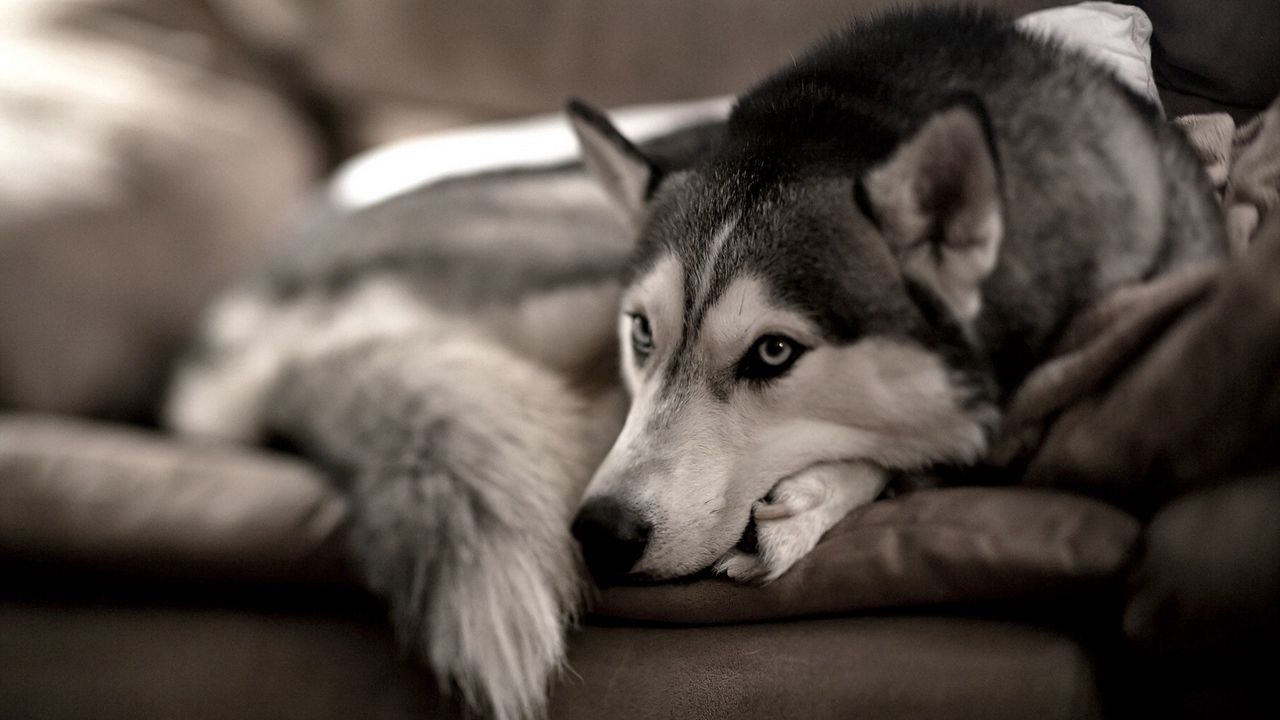 Wallpaper dog, husky, sofa