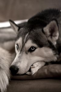 Preview wallpaper dog, husky, sofa