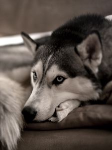 Preview wallpaper dog, husky, sofa