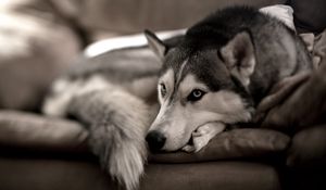 Preview wallpaper dog, husky, sofa