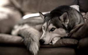 Preview wallpaper dog, husky, sofa