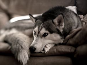 Preview wallpaper dog, husky, sofa