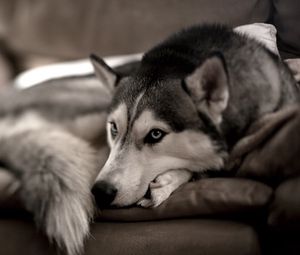 Preview wallpaper dog, husky, sofa