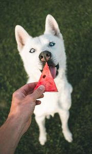 Preview wallpaper dog, husky, white, watermelon, hand