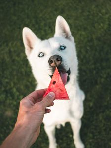 Preview wallpaper dog, husky, white, watermelon, hand