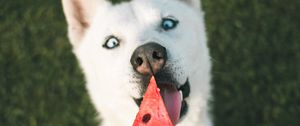 Preview wallpaper dog, husky, white, watermelon, hand