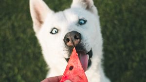 Preview wallpaper dog, husky, white, watermelon, hand