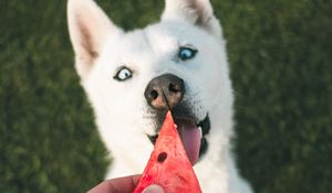 Preview wallpaper dog, husky, white, watermelon, hand