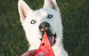 Preview wallpaper dog, husky, white, watermelon, hand