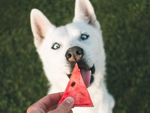 Preview wallpaper dog, husky, white, watermelon, hand