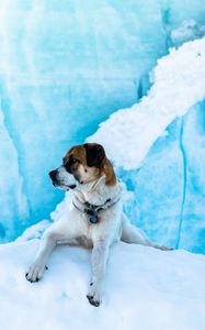 Preview wallpaper dog, ice, lies, snow