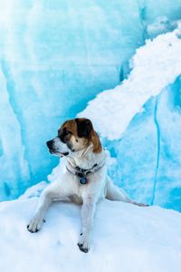 Preview wallpaper dog, ice, lies, snow