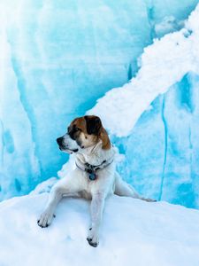 Preview wallpaper dog, ice, lies, snow