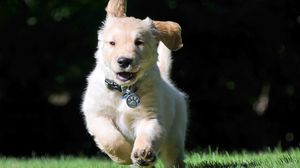 Preview wallpaper dog, jump, grass, escape