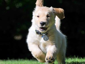Preview wallpaper dog, jump, grass, escape