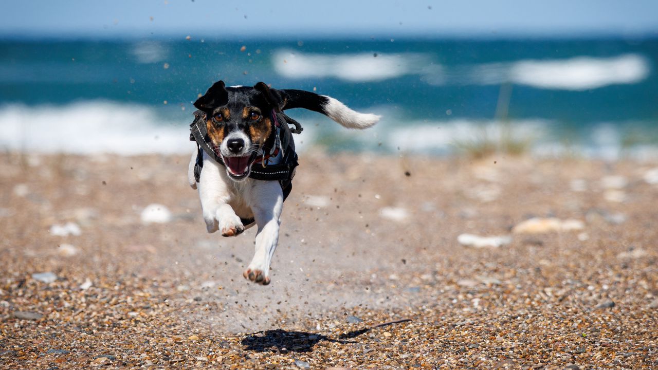 Wallpaper dog, jump, pet, pebbles