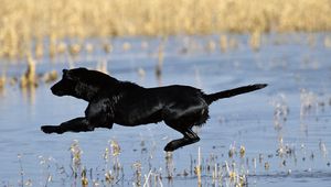 Preview wallpaper dog, jump, shoot, water, grass