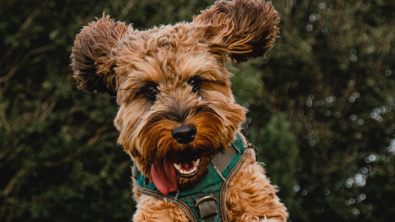 Wallpaper dog, jump, tongue protruding, playful, pet