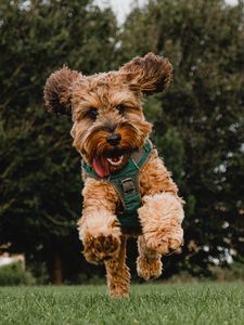 Preview wallpaper dog, jump, tongue protruding, playful, pet