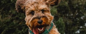 Preview wallpaper dog, jump, tongue protruding, playful, pet
